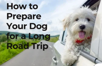 How to Prepare Your Dog for a Long Road Trip
