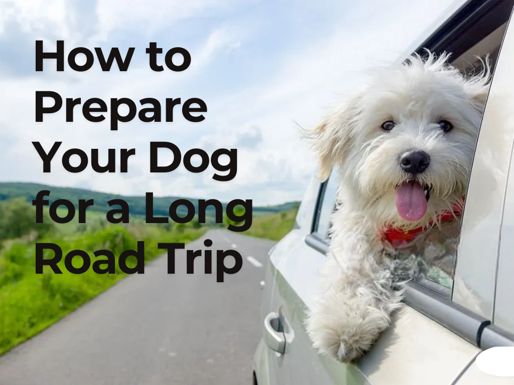How to Prepare Your Dog for a Long Road Trip