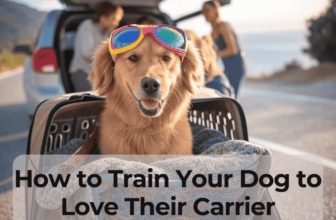 How to Train Your Dog to Love Their Carrier