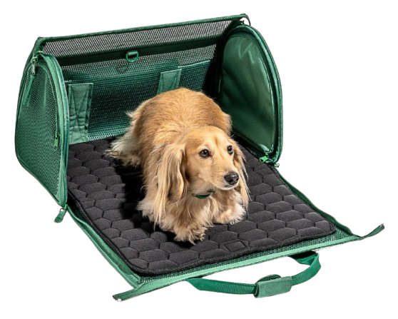 dog-in-the-carrier