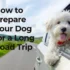 How to Train Your Dog to Love Their Carrier